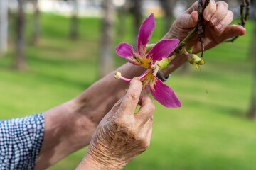 Hands of an elderly Caucasian woman with a flower with pink petals in her hand.