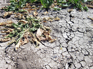 dry cracked soil