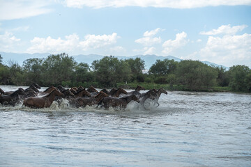 horses running in the river
