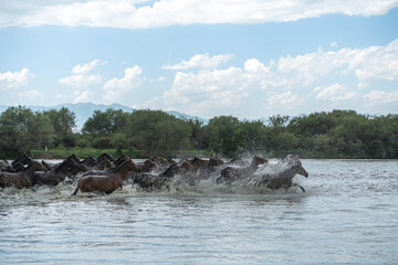 Fototapeta premium horses running in the river