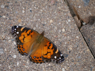 Fototapeta na wymiar american lady butterfly on the stone
