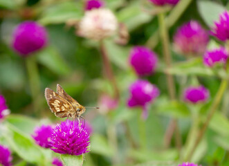 pecks skipper butterfly on a flower