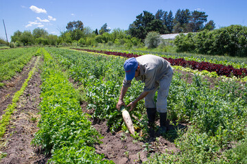 Farmer observing the development of the turnip crop