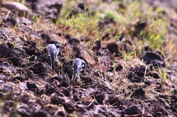 A pair of wagtails are sitting on the newly plowed ground and cleaning their feathers...