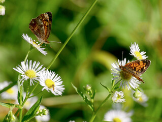 pearl crescent butterfly on a flower