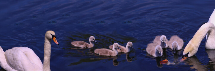 Children of swans learn to get their own food on the lake under the supervision of their mother