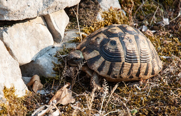 The land turtle in its natural environment. A wild animal of Montenegro.