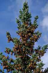 Fir tree is strewn with cones blue sky background.