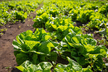 Close-up of Swiss chard growing on an organic farm under a blue sky and white clouds