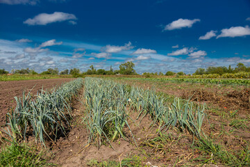 Leek cultivation in an organic garden under a blue sky and white clouds