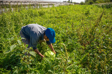 Farmer working on organic food production harvesting juicy and sweet watermelons