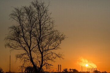 Morning sunrise, an abstract tree with dry dead branches against the background of sunlight. Sunlight through the trunk. A dark silhouette outdoors in a clear sky.