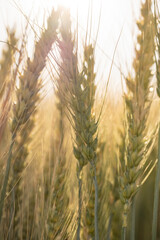 wheat grain