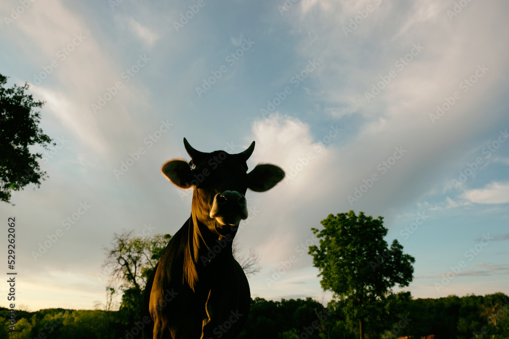 Wall mural beef cow in texas field with horns during summer against dramatic sky background in evening light.