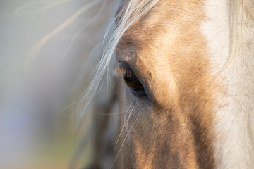 Horse head close up. Relax, no stress, calm. Portrait on a pastel background. Blur