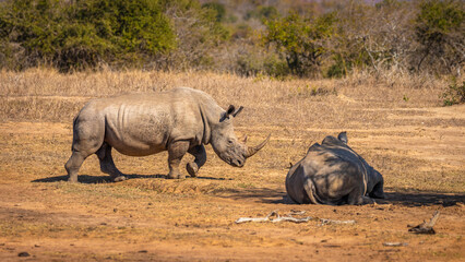 Two white rhinoceros (Ceratotherium simum) relaxing, Hluhluwe – imfolozi Game Reserve, South Africa.