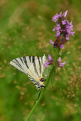 Scarce swallowtail butterfly. Iphiclides podalirius.