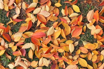 Autumn leaves of sakura cherry tree, natural background in fall. Calendar, postcard of seasons, October, November