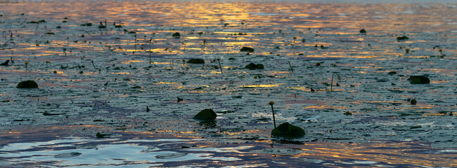 Aquatic vegetation on a river or lake in the evening at sunset, Nuphar leaves and flowers on the water