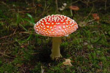 Toadstool Fliegenpilz Fly Agaric Mushroom in Germany