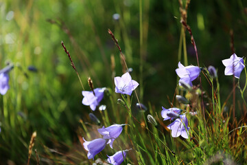 Niebieskie dzwonki kwiatki w górach Sudetach w lato.