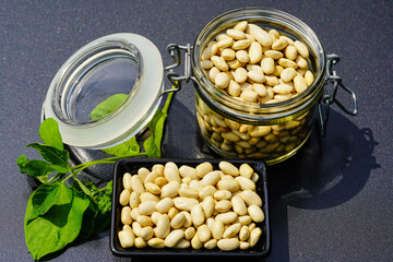 Bohnen Phaseolus vulgaris im Alten Land bei Hamburg