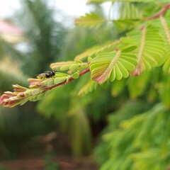 Housefly searching on plants 
