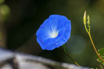 K&ouml;nigswinde in Blau