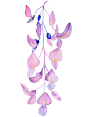 Watercolor wisteria flowers.