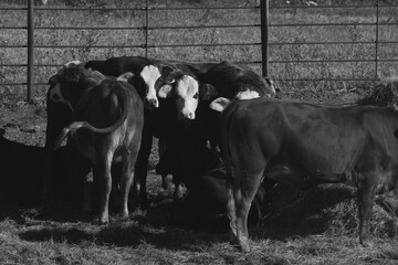 Herd of young cows showing crossbred beef calves on Texas farm closeup in black and white.