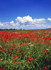 Poppy field