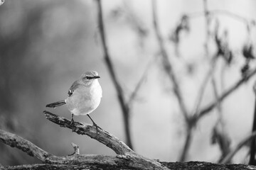 Mockingbird perched on tree branches in black and white, Texas wildlife outdoors.