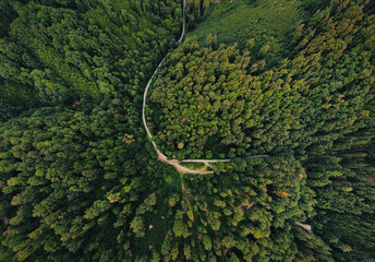 Wide angle aerial photo by drone (top view) of amazing green forest with curved road (way). Colorful and saturated image of path in nature from above. - Powered by Adobe