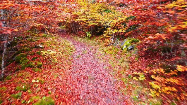 Scenic autumn forest with colorful vegetation and fallen leaves