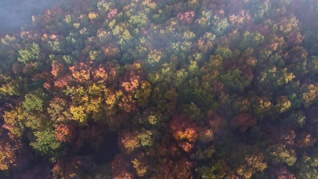 Fog over colorful autumn forest in Huesca