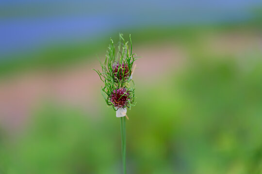 Wild garlic flower (Allium vineale, Crow garlic ). The garlic is red with green stems.