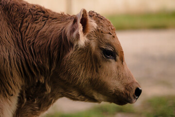 calf in the field