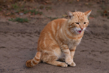 red cat on the road