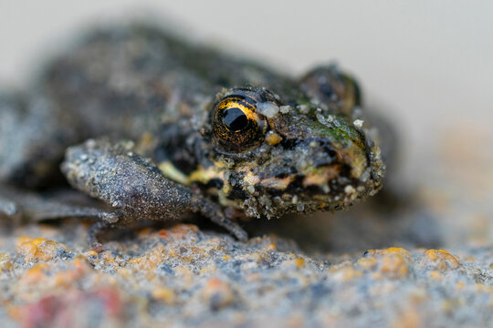 Macro photo frog with the beautiful yellow eyes.