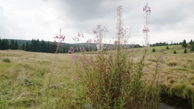 Flowers on a cludy autumn afternoon