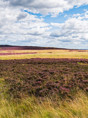 Northumbrian landscape with heather moor, UK