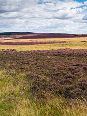 Fototapeta na wymiar Northumbrian landscape with heather moor, UK