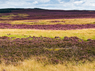 Obraz premium Northumbrian landscape with heather moor, UK