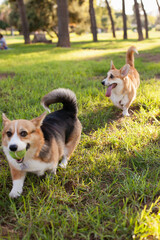 Corgi dogs playing with a ball together in the park. Cute fluffy friends walking on green grass in the park in summer or autumn. Playful cheerful healthy dogs or puppies. Welsh corgi Pembroke cardigan