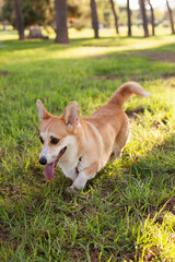 Cute welsh corgi Pembroke dog running and playing in the park outdoors in summer on green grass on sunny day. Happy puppy smiling