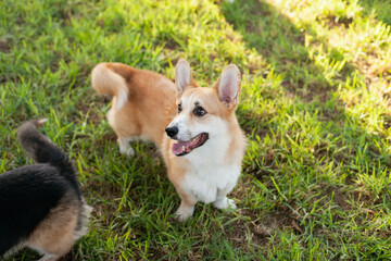 Cute welsh corgi Pembroke dog running and playing in the park outdoors in summer on green grass on sunny day. Happy puppy smiling