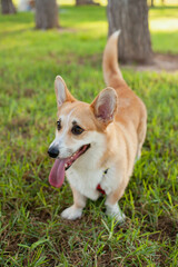 Naklejka na ściany i meble Cute welsh corgi Pembroke dog running and playing in the park outdoors in summer on green grass on sunny day. Happy puppy smiling
