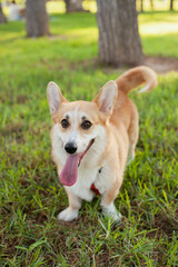 Cute welsh corgi Pembroke dog running and playing in the park outdoors in summer on green grass on sunny day. Happy puppy smiling