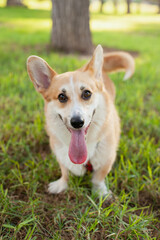 Cute welsh corgi Pembroke dog running and playing in the park outdoors in summer on green grass on sunny day. Happy puppy smiling