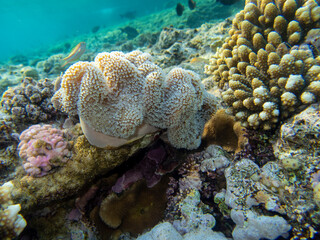 Fototapeta na wymiar Unusual inhabitants of the sea in the expanses of the coral reef of the Red Sea, Hurghada, Egypt